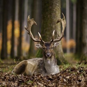 Meet your Posher, Leonard